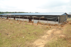 Großes Hühnerfarm mit zahlreichen Hühner, umgeben von grünem Gras und Bäumen unter einem teilweise bewölkten Himmel.