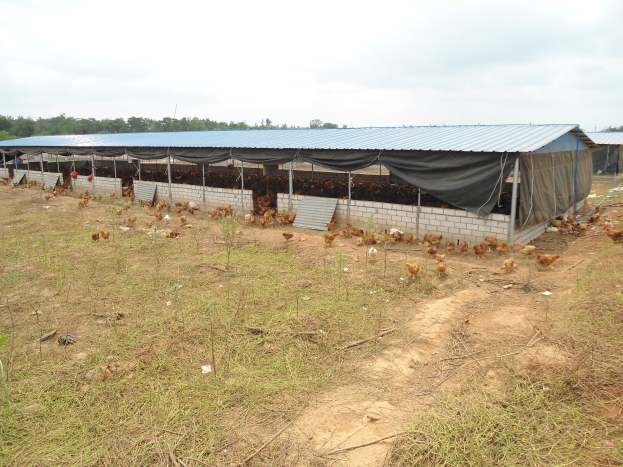 Großes Hühnerfarm mit zahlreichen Hühner, umgeben von grünem Gras und Bäumen unter einem teilweise bewölkten Himmel.