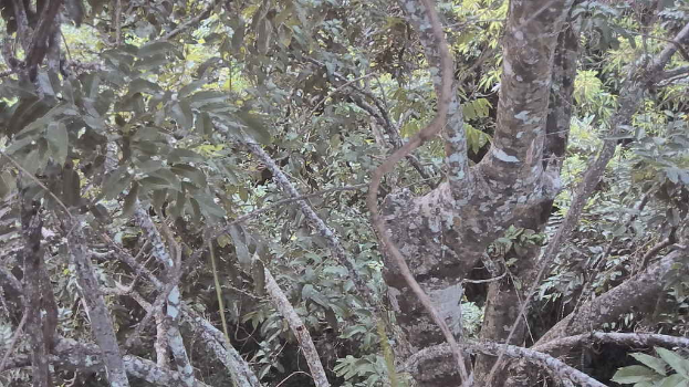 Ein dichter Wald mit vielen grünen Bäumen.