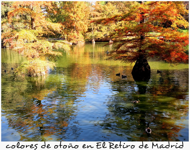 Ein See mit ein paar Enten, die schwimmen, Bäume im Hintergrund und Text unten auf dem Bild.