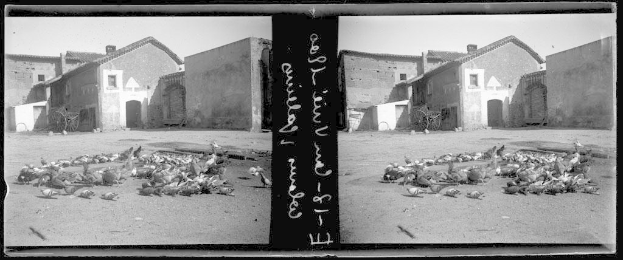 Ein Schwarz-Weiß-Foto von mehreren Tauben, die auf dem Boden in einem Hof ruhen, mit einem Gebäude mit Fenstern und einer Tür im Hintergrund, umgeben von Pflanzen unter einem bewölkten Himmel. Der Text "Tauben im Hof eines Hauses in der Stadt San Miguel de Allende, Mexiko" liegt über dem Bild.