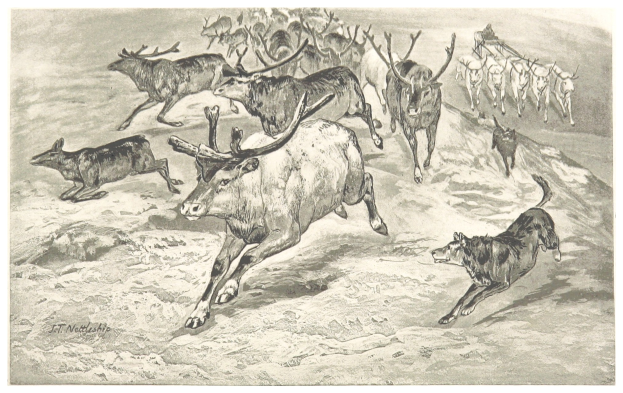 Schwarßtes Bild einer Herde Rentier, die über ein schneebedecktes Feld läuft, mit einem Hund daneben und einem Textüberblatt.