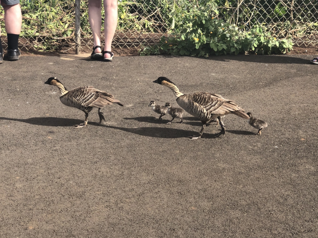 Eine Familie aus vier Gänsen, zwei Erwachsene in Sandalen und zwei Gänsejunge, die in einer Reihe ältere eine Stra√e neben einem Zaun mit Pflanzen im Hintergrund gehen.