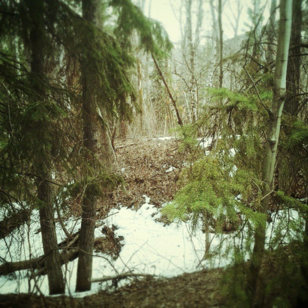 Eine Baumgruppe in einem Wald mit Gras und Schnee am Boden.