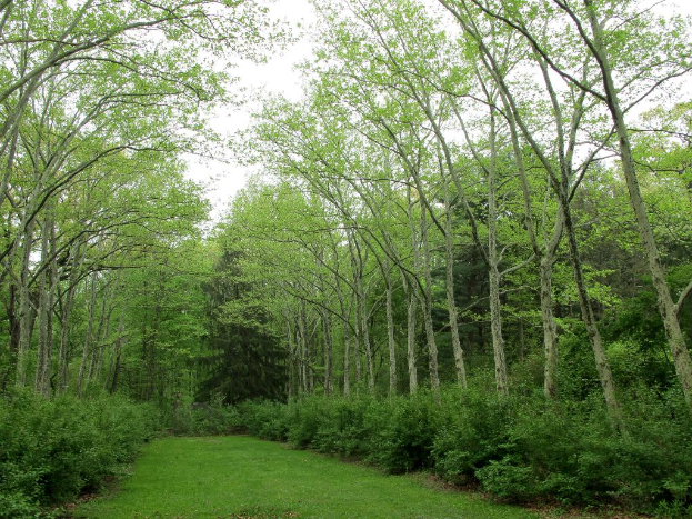Grüne umgeben den Bereich mit Grasland am unteren Bildrand.