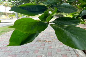 Ein Baum mit saftig gr├╝nen Bl├Ąttern steht an der Seite eines Gehwegs, umgeben von Gras, Masten, Fahrzeugen auf der Stra├če, Geb├Ąuden und einem klaren blauen Himmel.