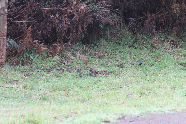 Nahaufnahme von grünem Gras mit Pflanzen im Hintergrund und einer Straße unten.