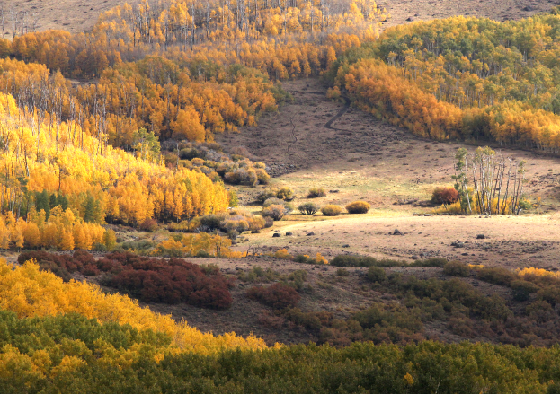 Ein Hügel mit Bäumen, die die Herbstfarben Gelb, Orange und Rot zeigen, umgeben von grünem Gras und Pflanzen.