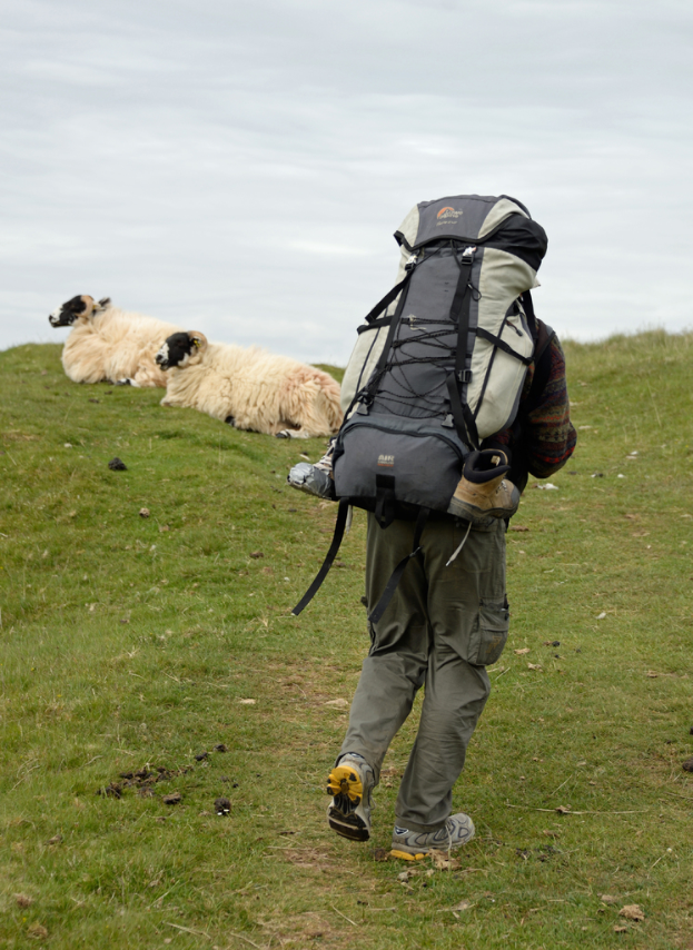 Ein Mann mit einem Touristenkoffer steht auf einem grasbewachsenen Feld mit zwei Schafen in der Nähe.