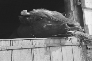Schwarzes und weißes Foto eines Stiers mit seinem Kopf durch eine hölzerne Scheunentür, umgeben von Gras.