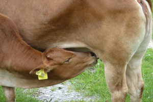 Eine braune Kuh mit einer gelben Ohrmarke und ihrem Kälber in einer grünen Wiese.