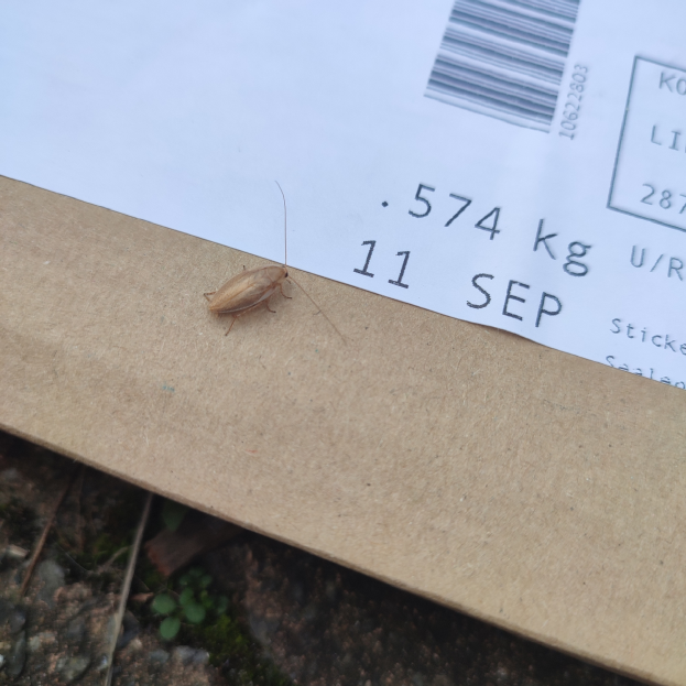 Eine Kakerlake krabbelt auf einem Stück Papier mit Text und einem Barcode, umgeben von kleinen Pflanzen am Boden.