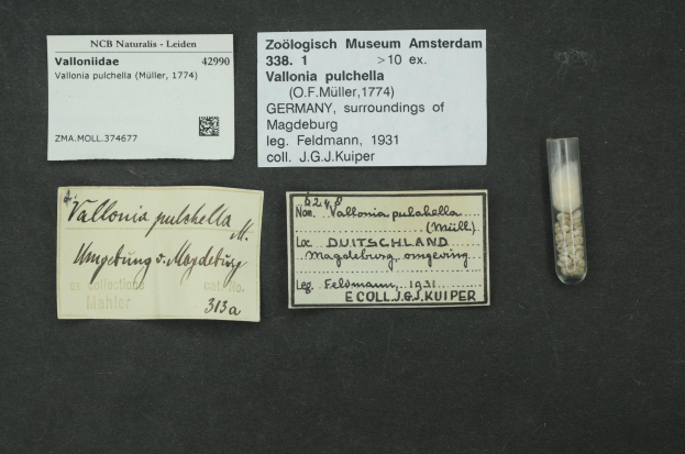 Eine schwarze Oberfläche mit einem kleinen Glasfläschchen, das mit weißen Pillen gefüllt ist, neben einem Stück Papier mit der Aufschrift "Vallonia Pulchella, F.F. Müller, Deutschland, Umgebung von Magdeburg, 1931".