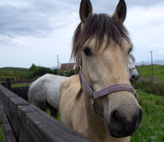 Pferde auf einer Wiese innerhalb eines Holzzauns mit einem Haus und Bäumen im Hintergrund unter einem bewölkten Himmel.