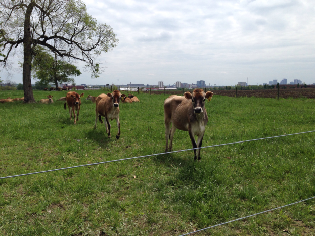 Eine Herde von Rindern, die über eine grüne Wiese läuft, mit einem Drahtzaun im Vordergrund und Bäumen und Gebäuden im Hintergrund unter einem Himmel voller weißer, flauschiger Wolken.