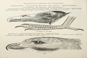 Ein Buchumschlag mit einem Adler mit ausgebreiteten Flügeln und offenem Schnabel und einem Raubvogel mit ausgestreckten Klauen, mit der Aufschrift "Adler" darauf.