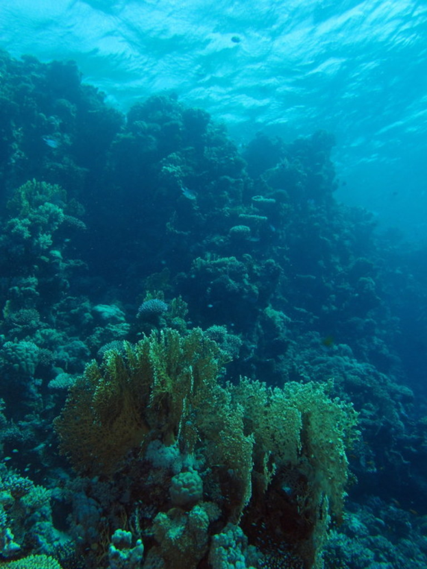 Unterwasser-Szene mit verschiedenen Pflanzen und Meerestieren.