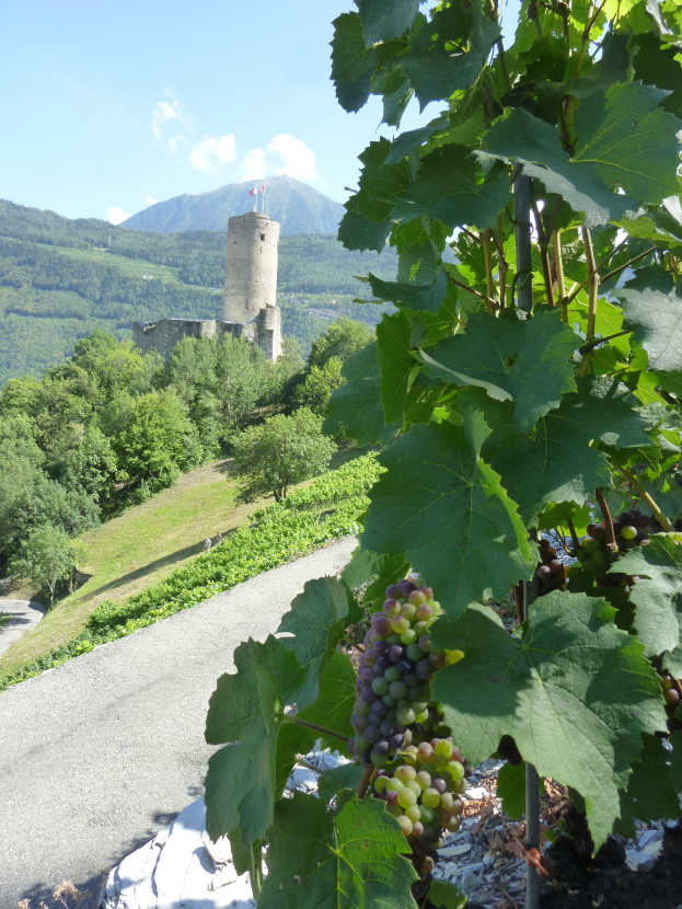 Eine Traube Weinreben, die an einem Weinstock vor einer Burg hängt, umgeben von Bäumen, Pflanzen, Gras, einer Straße, Hügeln und einem bewölkten Himmel.