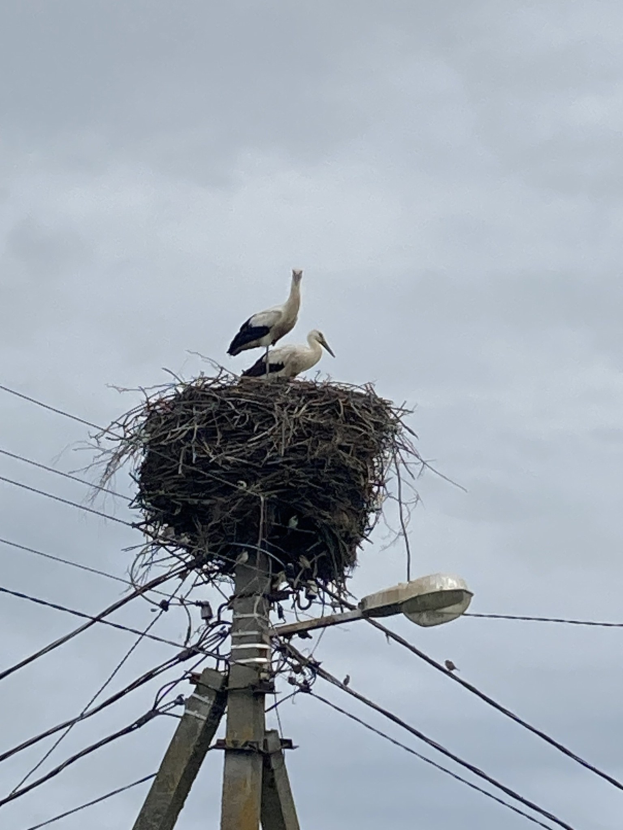 Zwei Weißstörche auf einem Nest auf einer Stromleitung sitzend, mit einer Straßenlaterne, die sie beleuchtet und Drähten, die an der Leitung entlanglaufen.