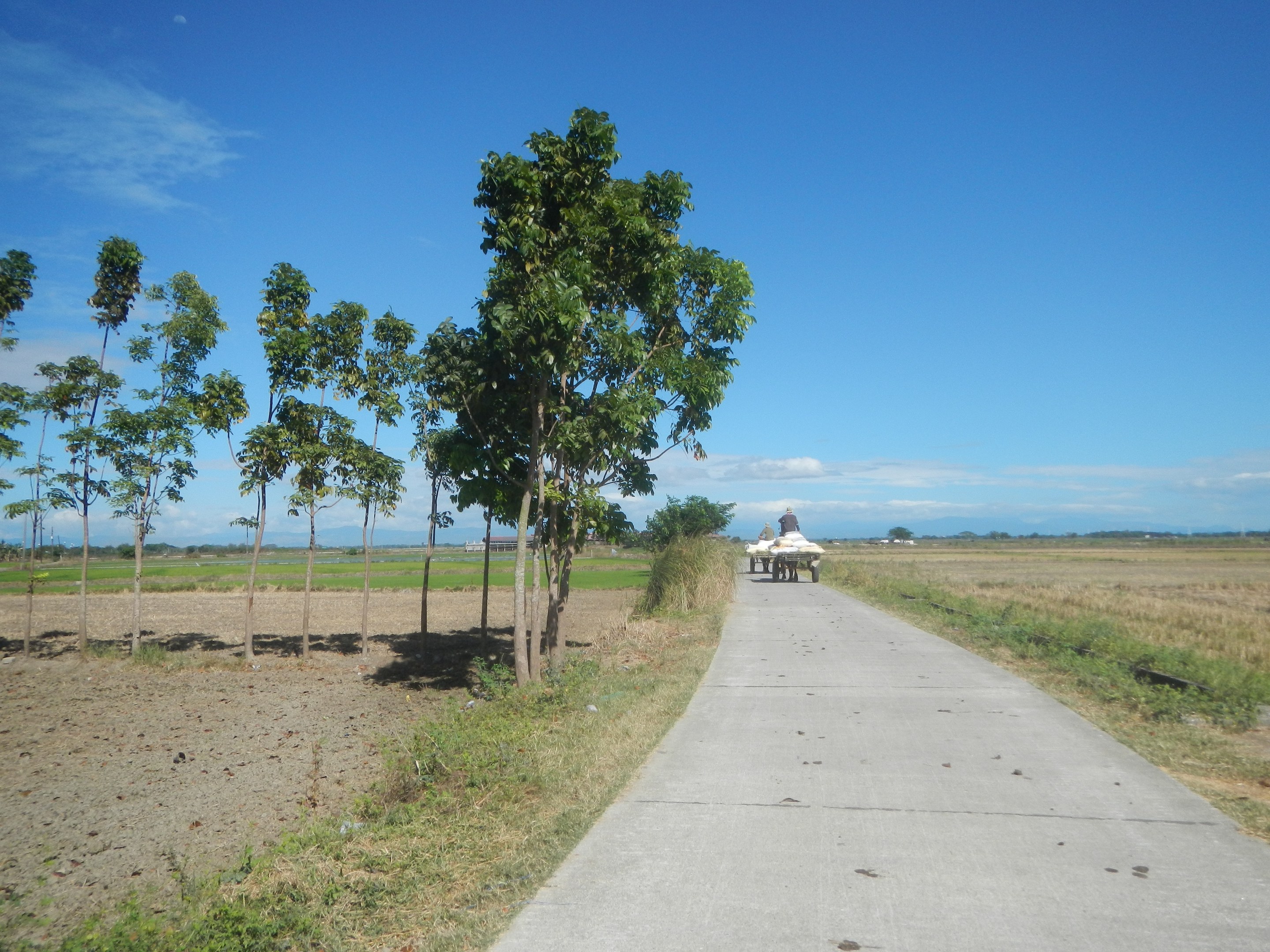 Eine Person fährt einen Karren ältere eine Schotterstraße neben einem grasbewachsenen Feld mit verstreuten Bäumen, unter einem teilweise bewölktem Himmel.