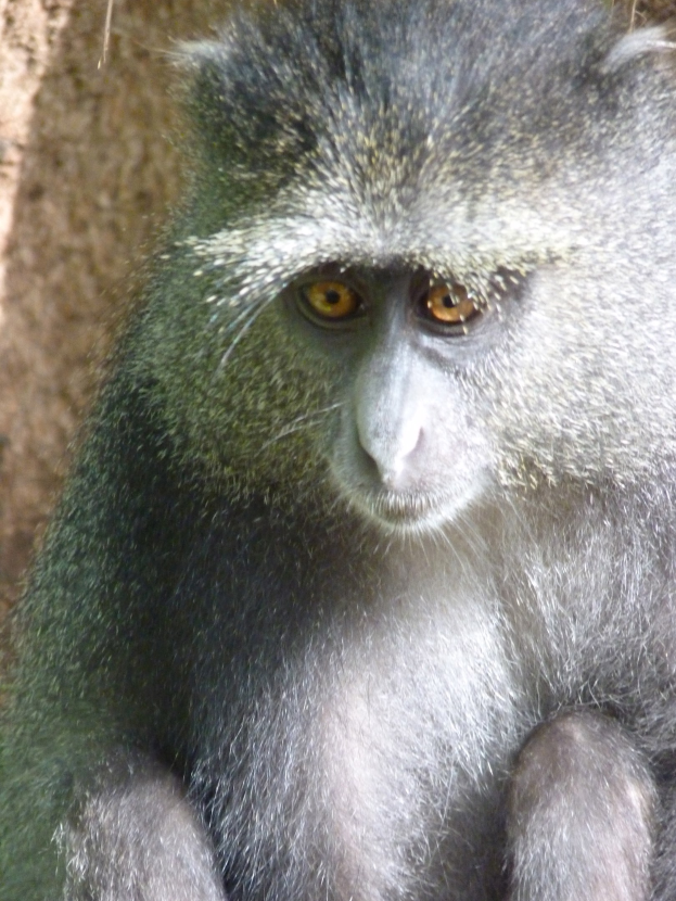 Ein Grüner Meerkatzer mit grauer Wolle und einem weißen Gesicht sitzt wachsam auf einem Felsen, Hände verschränkt, schaut in die Ferne mit einer Wand im Hintergrund.