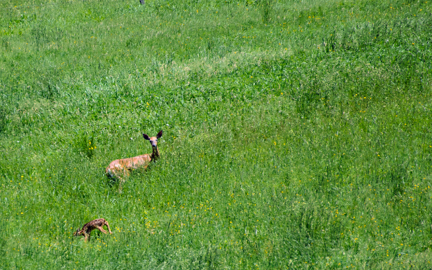 Eine Vielfalt von Tieren und Grünpflanzen in einer natürlichen Umgebung.