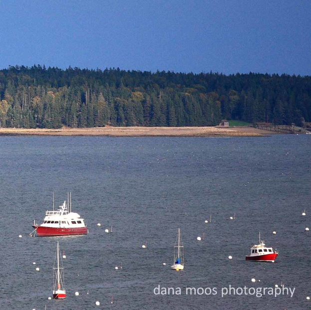 Mehrere Schiffe auf dem Wasser mit einem dichten Wald im Hintergrund.