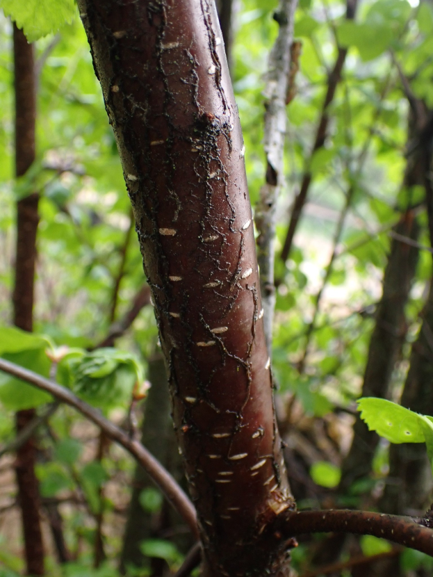Nahaufnahme eines Baumastes mit grünen Blättern in einem Waldgebiet, das eine braune Substanz zeigt, die wie Giftasche aussieht, mit anderen Bäumen im Hintergrund.